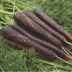 Marchew Purple Harmony (Bejo 3266) F1 100 tyś. nasion precyzja st